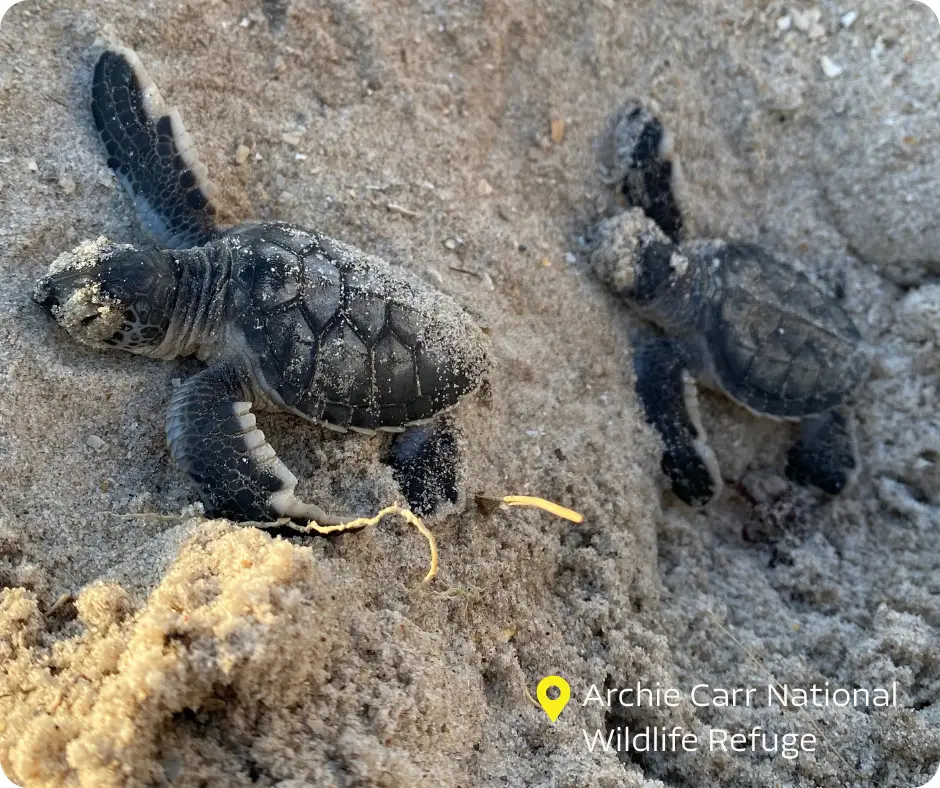 VF & SC Archie Carr National Wildlife Refuge