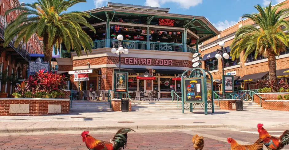 vtb centro ybor roosters